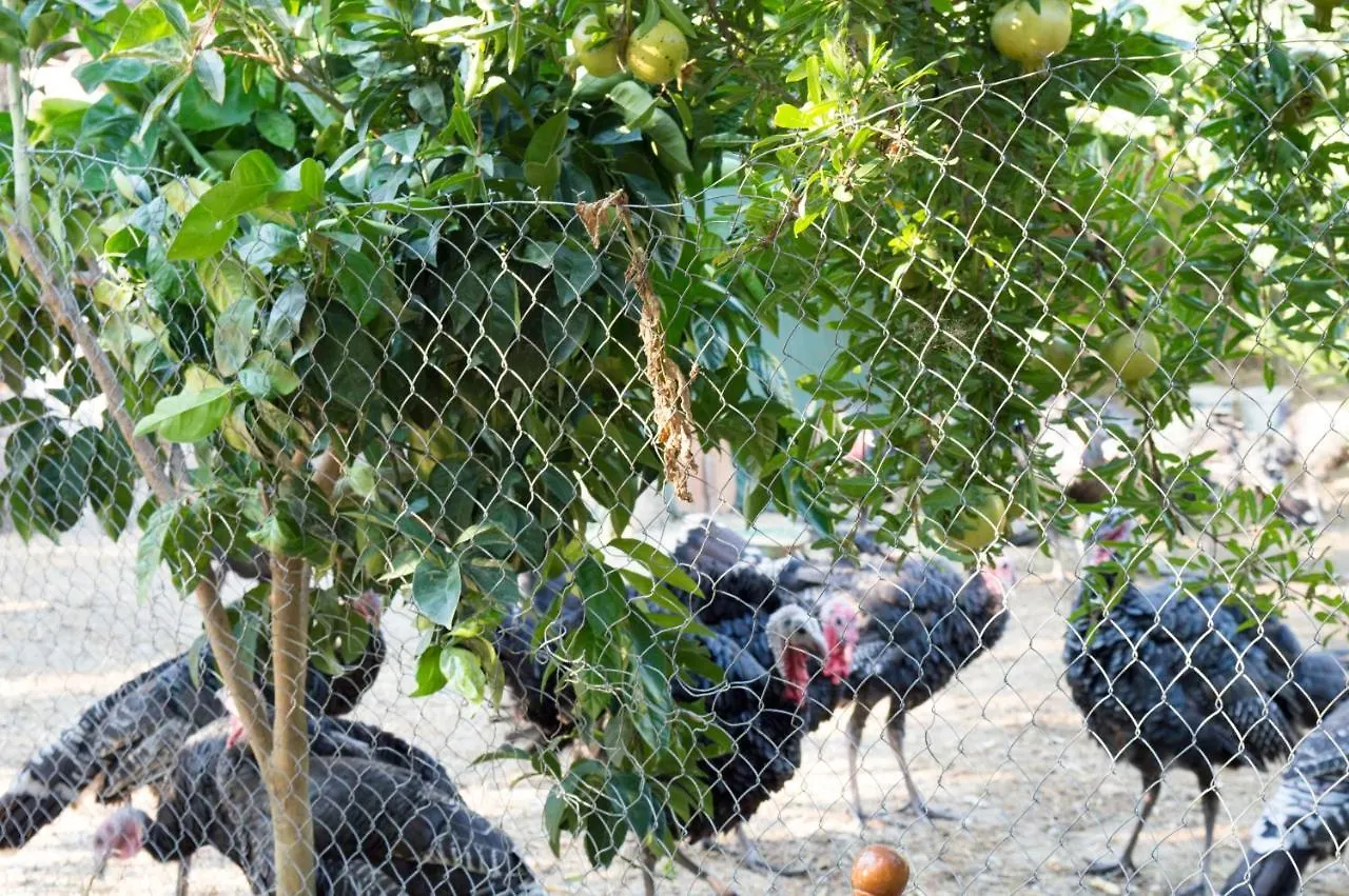 Hotel Nature Kolonje  Albania
